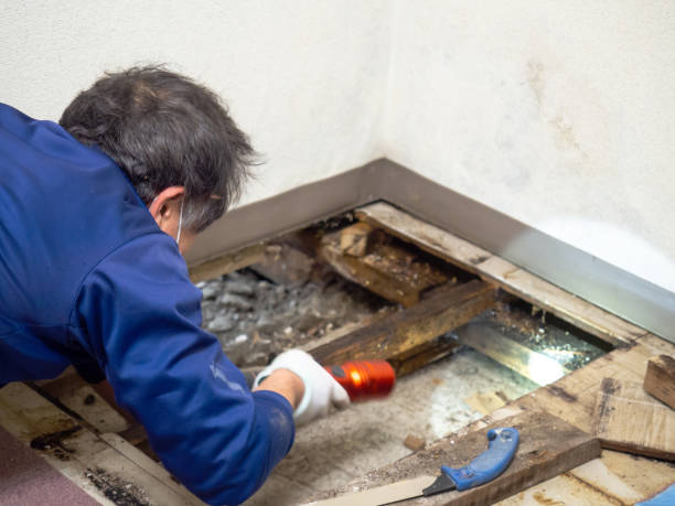 Reliable Pasadena, TX Mold Remediation Solutions