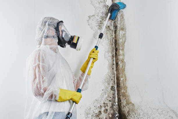 Best Bathroom Mold Remediation in Pasadena, TX