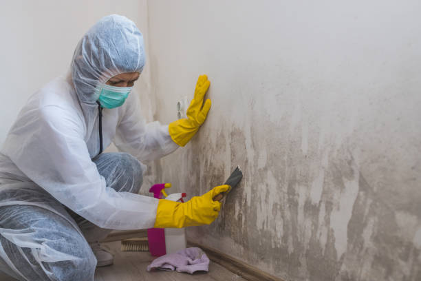 Best Mold Testing and Inspection Services in Pasadena, TX