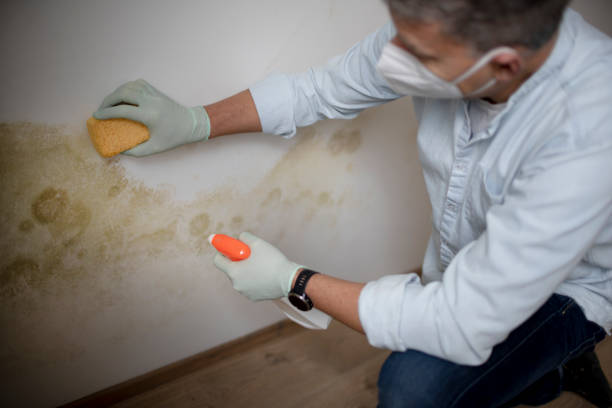 Best Industrial Mold Remediation in Pasadena, TX