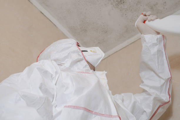 Best Attic Mold Remediation in Pasadena, TX