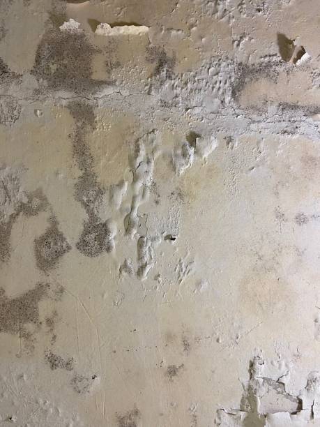 Best Mold Remediation for Schools in Pasadena, TX