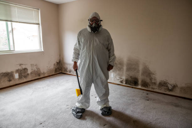 Best White Mold Remediation in Pasadena, TX